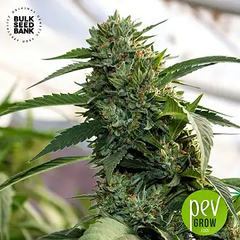 Amnesia Platinum Auto Bulk Seed Bank 2