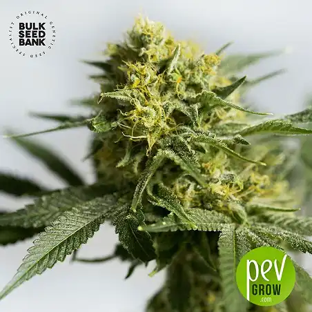 Auto Bigger Bud - Bulk Seed Bank