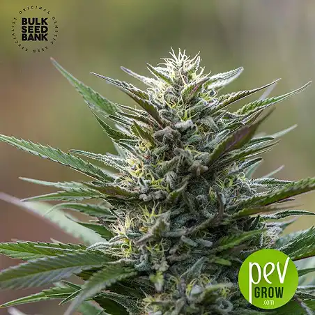 Auto Blueberry Berry - Bulk Seed Bank