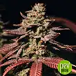 Bubblegum Extra Auto - Bulk Seed Bank