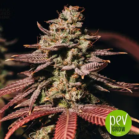 Bubblegum Extra Auto - Bulk Seed Bank 1
