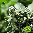 Chronical Auto - Bulk Seed Bank 1