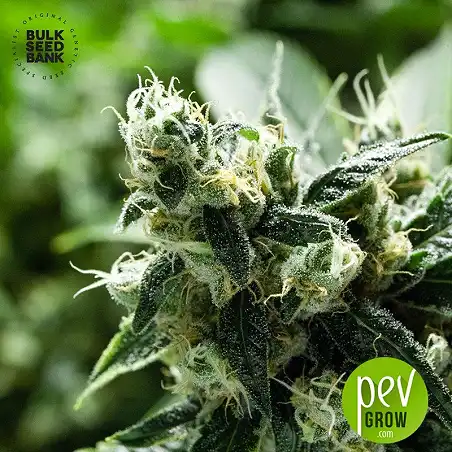 Chronical Auto - Bulk Seed Bank