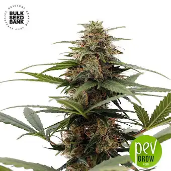 Cocopopo Auto - Bulk Seed Bank