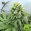 Devil's Kiss Auto - Bulk Seed Bank