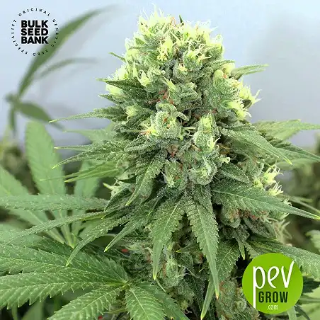 Devil's Kiss Auto - Bulk Seed Bank