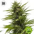 Dubai Poison Auto - Bulk Seed Bank