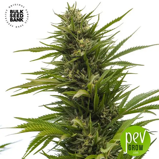 Dubai Poison Auto - Bulk Seed Bank