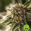 East Ryder Auto - Bulk Seed Bank