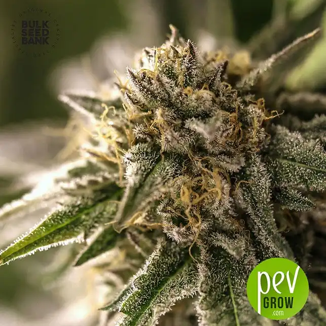 East Ryder Auto - Bulk Seed Bank 1