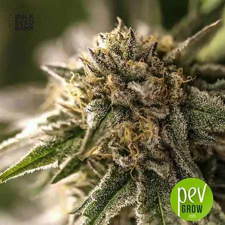 East Ryder Auto - Bulk Seed Bank