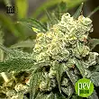 Good Wild Shark Auto - Bulk Seed Bank