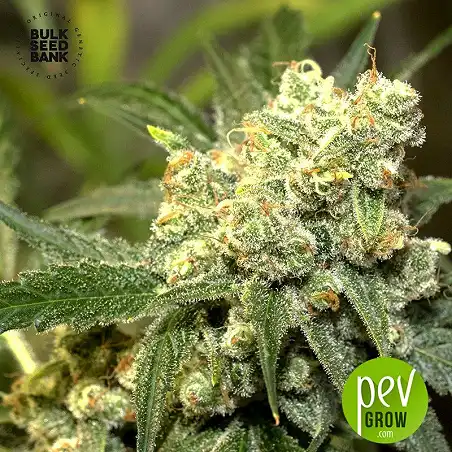 Good Wild Shark Auto - Bulk Seed Bank