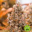 Auto Guerilla Glue - Bulk Seed Bank