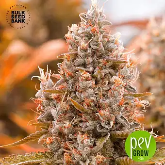 Auto Guerilla Glue - Bulk Seed Bank