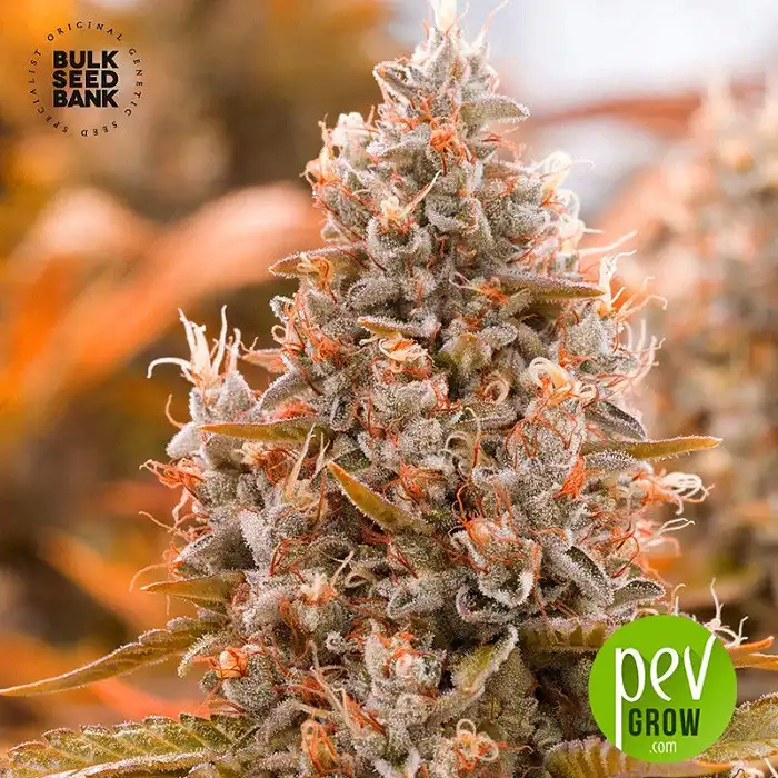 Auto Guerilla Glue - Bulk Seed Bank