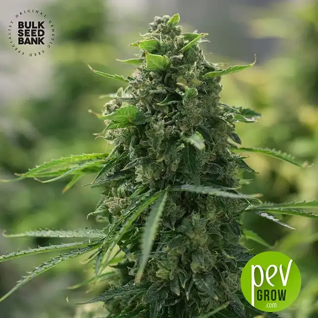 Hindu Kush Auto - Bulk Seed Bank
