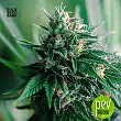 Jack Hair Auto - Bulk Seed Bank