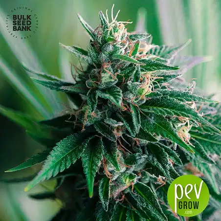 Jack Hair Auto - Bulk Seed Bank