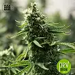 Kali's Mistery Auto - Bulk Seed Bank