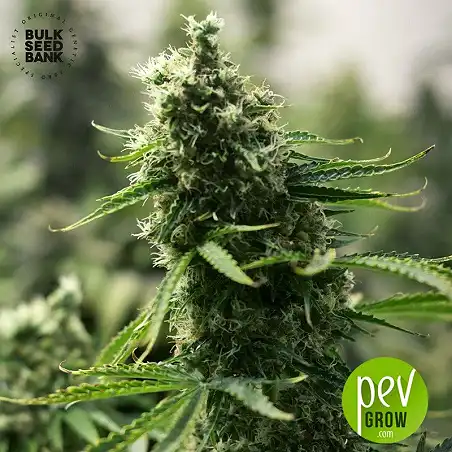 Kali's Mistery Auto - Bulk Seed Bank