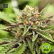 Lavender Best Auto - Bulk Seed Bank