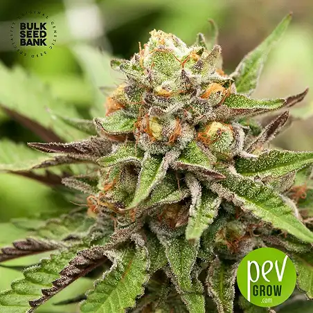 Lavender Best Auto - Bulk Seed Bank