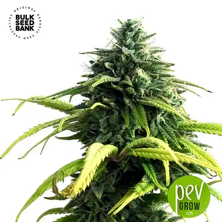 Lime Skunk Auto - Bulk Seed Bank