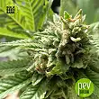Loveryder Auto - Bulk Seed Bank