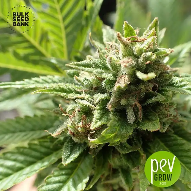 Loveryder Auto - Bulk Seed Bank