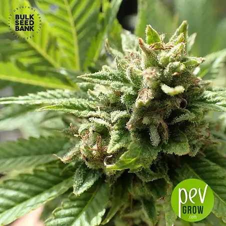 Loveryder Auto - Bulk Seed Bank