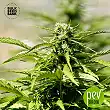 Mazar Extra Auto - Bulk Seed Bank