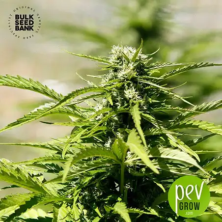 Mazar Extra Auto - Bulk Seed Bank