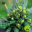 NBA Diesel Auto - Bulk Seed Bank