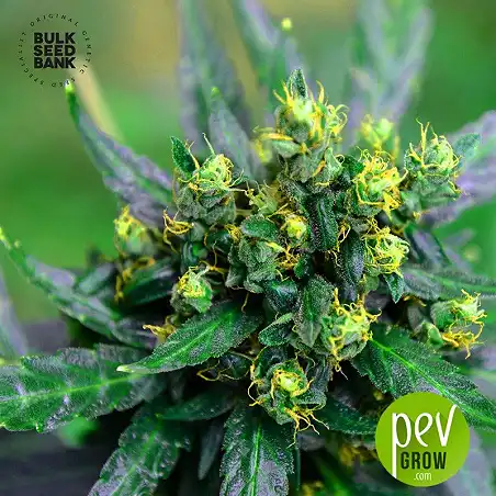 NBA Diesel Auto - Bulk Seed Bank