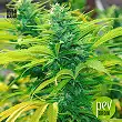 Northern Light Auto - Bulk Seed Bank