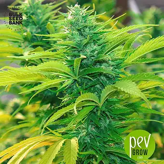 Northern Light Auto - Bulk Seed Bank