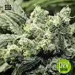 OG Kush Auto - Bulk Seed Bank