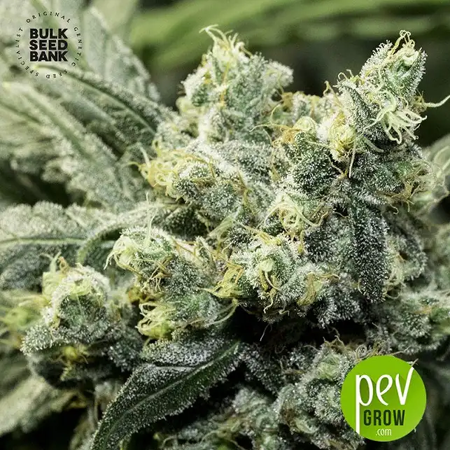 OG Kush Auto - Bulk Seed Bank 1