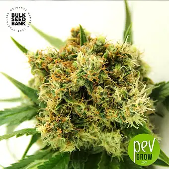 Auto Original Orange Bud - Bulk Seed Bank