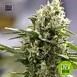 Perfect Power Plant Auto - Bulk Seed Bank