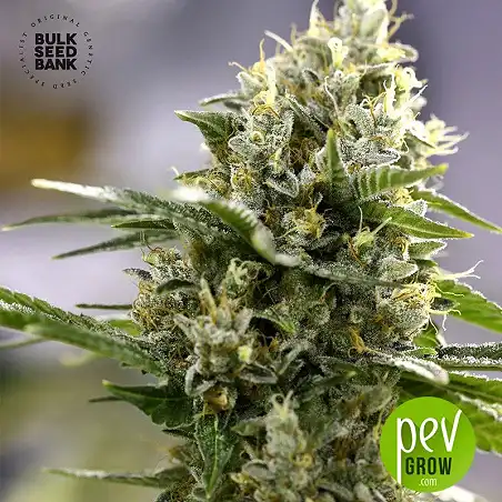 Perfect Power Plant Auto - Bulk Seed Bank