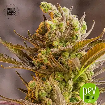 Auto Psychedelic - Bulk Seed Bank
