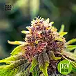 Purple Glam Kush Auto - Bulk Seed Bank
