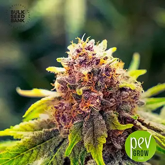 Purple Glam Kush Auto - Bulk Seed Bank