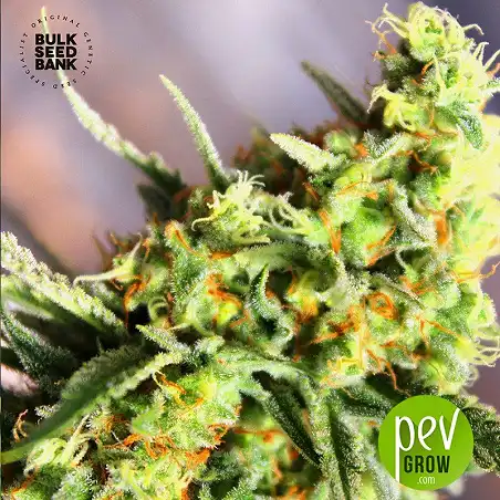 Sour Diesel Auto - Bulk Seed Bank