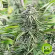 Special Skunk Auto - Bulk Seed Bank