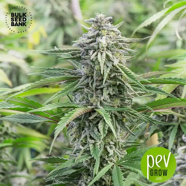 Special Skunk Auto - Bulk Seed Bank