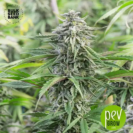 Special Skunk Auto - Bulk Seed Bank