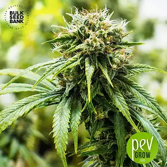 Sunmango Auto - Bulk Seed Bank
